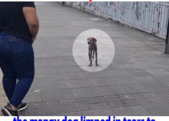 “Where is my owner” the mangy dog limped in tears to look for him but no one cared