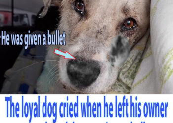 The loyal dog cried when he left his owner even though he was given a bullet