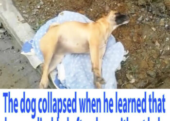 The dog collapsed when he learned that he was disabled after days without help