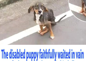 The disabled puppy faithfully waited in vain for her owner who was behind all