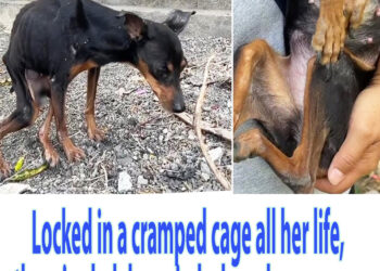 Locked in a cramped cage all her life, the crippled dog cried when she was save