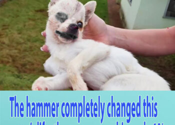 The hammer completely changed this puppy’s life, the owner gave him only 1%