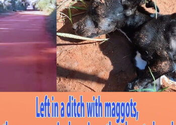 Left in a ditch with maggots, the puppy was in despair on that deserted road