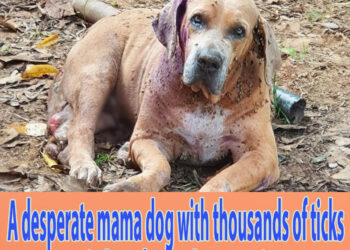 A desperate mama dog with thousands of ticks cried out for her lost puppies