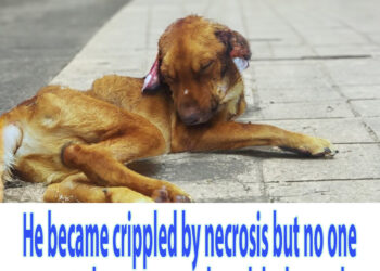 He became crippled by necrosis but no one wanted to stop even though he begged