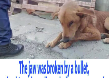The jaw was broken by a bullet, the skinny dog collapsed when no one cared