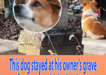 This dog stayed at his owner’s grave for months with broken heart