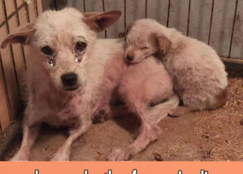 Dumped mom and puppy on the road in pain, love each other for survived!