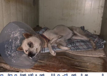 He Laid Motionlessly And Cried, Tend To End His Life In Miserable But The Miracle Happened…