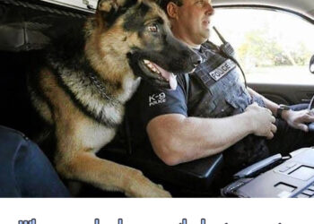 When your dog becomes the best supporter