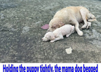Holding the puppy tightly, the mama dog begged everyone to save them but was ignored