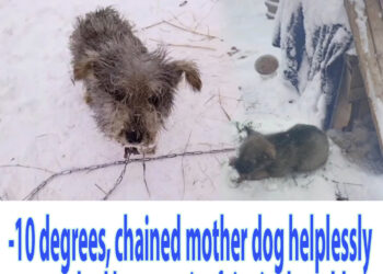 -10 degrees, chained mother dog helplessly watched her puppies faint in the cold