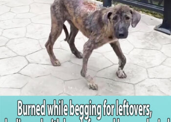 Burned while begging for leftovers, she limped with her deformed legs and cried