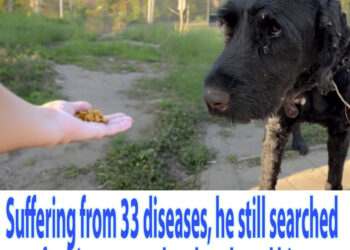 Suffering from 33 diseases, he still searched for his master who abandoned him