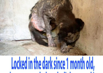 Locked in the dark since 1 month old, he was scared when the light poured in