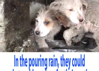 In the pouring rain, they could only tremble and cry for their mother