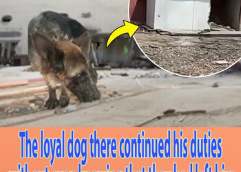 The loyal dog there continued his duties without even knowing that they had left him