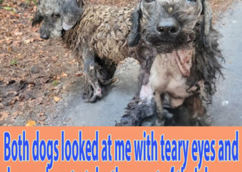 Both dogs looked at me with teary eyes and begged me to take them out of their house
