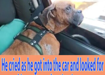 He cried as he got into the car and looked for his owner one last time in tears
