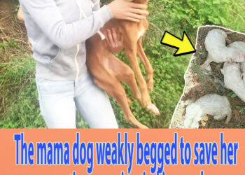 The mama dog weakly begged to save her panting puppies tied in a sack