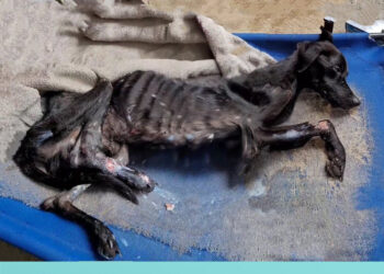 Malnourished Dog Crawled Around Local Shop Asking For Food But Just Got Shooed Away Only…