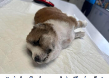 This puppy was found all alone in the jungle, Her body suffered tetanus, she is stiff and swollen!