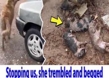 Stopping us, she trembled and begged to save her frozen puppies in tears