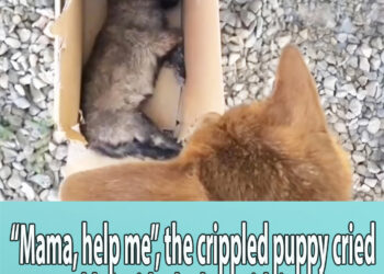 “Mama, help me”, the crippled puppy cried weakly inside the box with injuries
