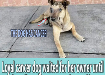 Loyal cancer dog waited for her owner until she collapsed, everyone shunned her