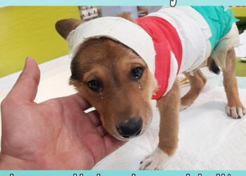 Burned all over and missing an ear, the puppy could only cry when no one helped him