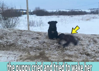 -15 degrees, the puppy cried and tried to wake her mama up who had gone for days