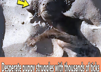 Desperate puppy struggles with thousands of ticks in his ears on a hot beach
