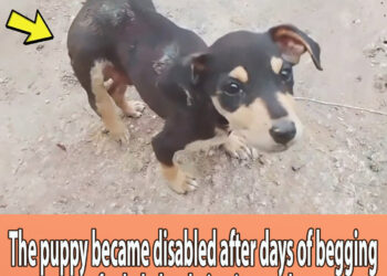 The puppy became disabled after days of begging for help but being ignored