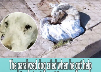 The paralyzed dog cried when he got help after being ignored for many days