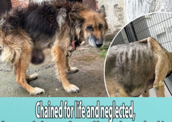 Chained for life and neglected, he struggled to stand up and begged me to free him