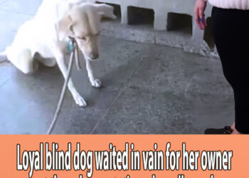 Loyal blind dog waited in vain for her owner at the subway station, she collapsed