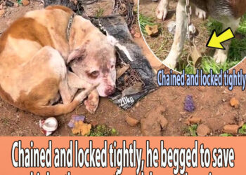 Chained and locked tightly, he begged to save his brother even though he was in pain