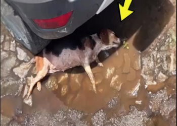 Fainted in a puddle, the dog lost all hope when he was abandoned and the sad truth