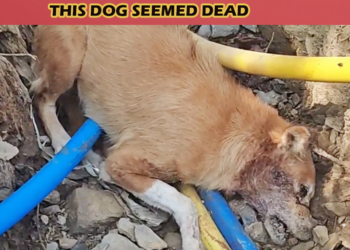 This dog seemed dead in the ditch but then she cried…