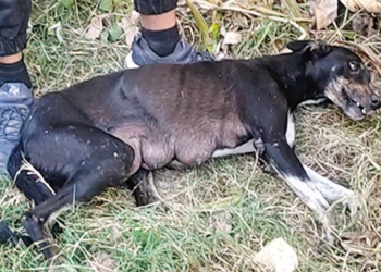 Amber couldn’t stand, but she could raise her face for a kiss.