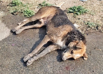 Head injured dog disoriented and unable to move. But meet Munna now!