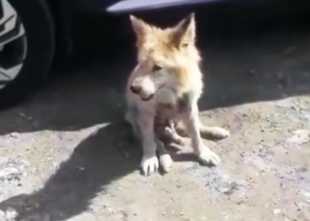 Kicked out after 9 years, the old dog limped and begged in tears but was shunned