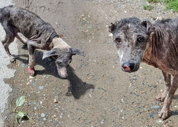 No more pain for mom and pup suffering from life-threatening mange.
