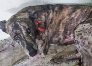 Sparkling dog rescued as she waited for help, her neck torn open…