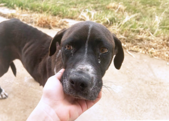 After the nightmare, the mama dog was devastated at what had happened to her puppies