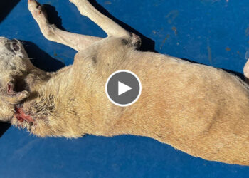Stray Dog With Huge Maggots Wound on her Neck.