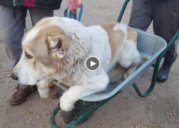 He was found on the street to dog pound, frightened he want to walk in a wheelbarrow!