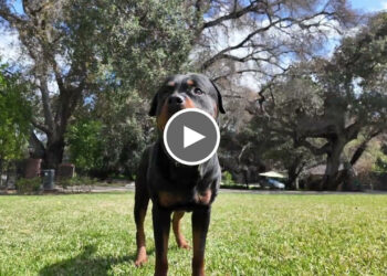 ROSCOE “THE ROTTY KING” UPDATE 2024