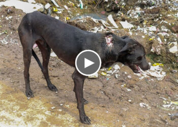 Hopeless street dog that was saved and had a terrible neck wound from maggots