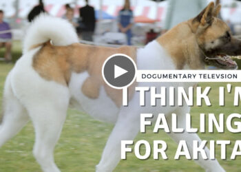 I THINK I’M FALLING IN LOVE WITH AKITAS!!!